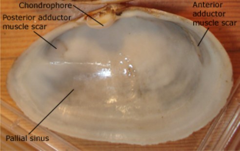 adductor muscles bivalves